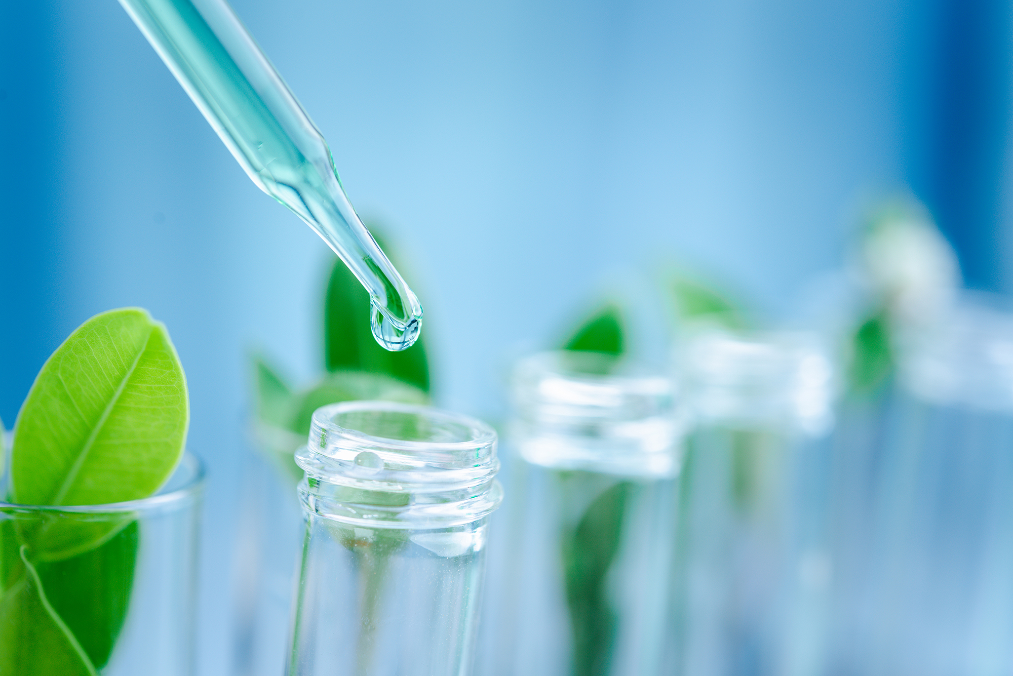 Centro de Biotecnología Vegetal (CBV UNAB)