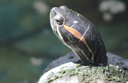 Tortuga orejas rojas