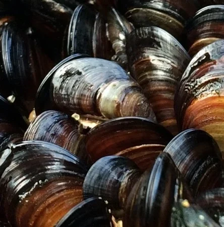 Pile of dark, glossy mussel shells with brown and blue hues gathered together.