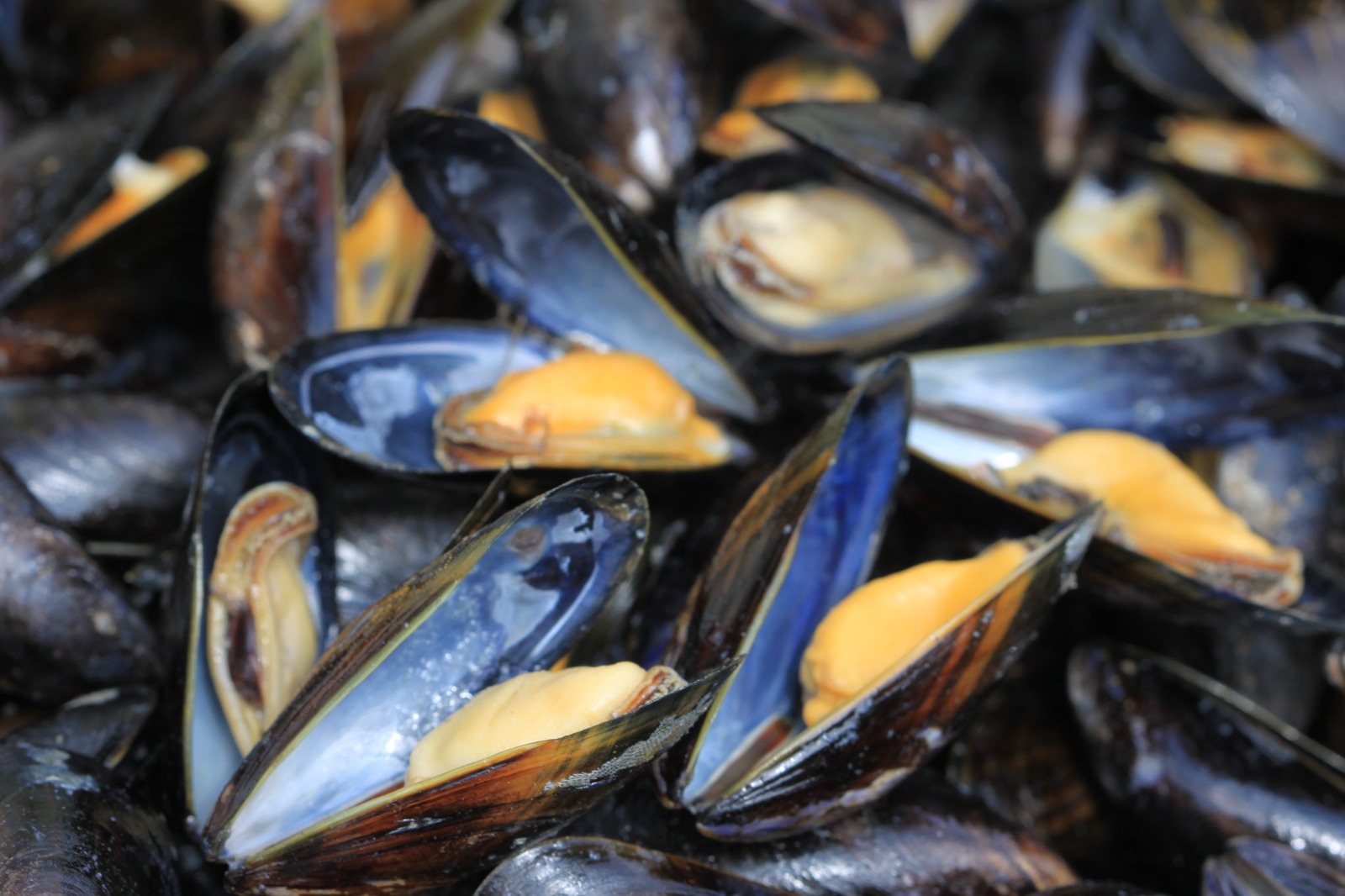 Open blue mussels with orange meat piled together in a seafood dish.